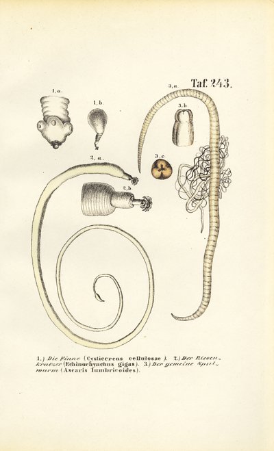  by J. W. Tenhaeff