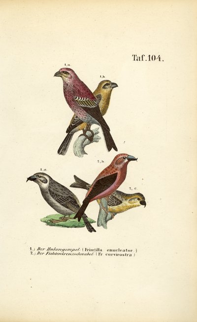  by J. W. Tenhaeff