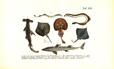 by J. W. Tenhaeff