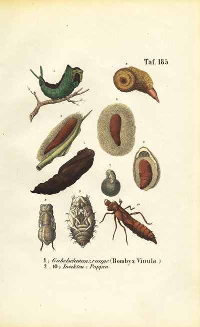 Kedi Güvesi Tırtılı ve Böcek Pupası by J. W. Tenhaeff
