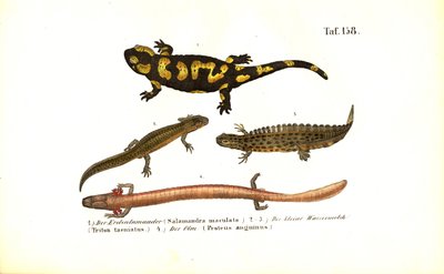 Çeşitli Gelişim Formlarındaki Semenderler ve Semenderler by J. W. Tenhaeff