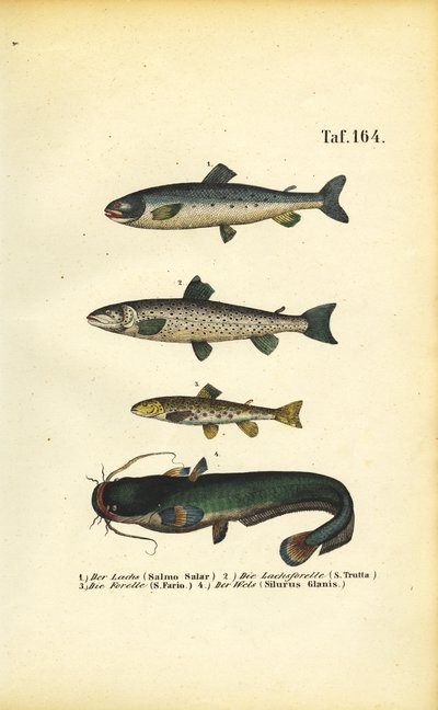  by J. W. Tenhaeff