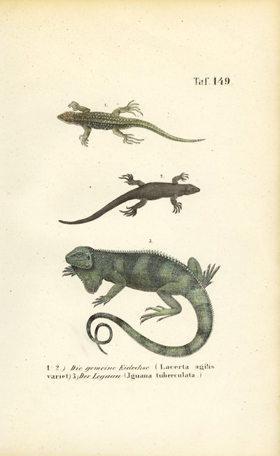  by J. W. Tenhaeff