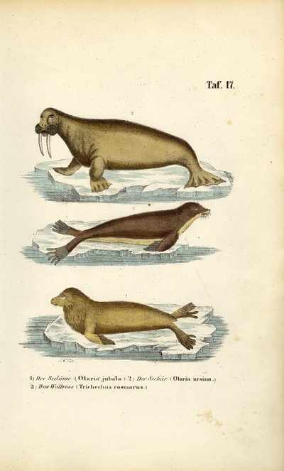 Deniz Aslanı, Kürklü Fok ve Mors by J. W. Tenhaeff