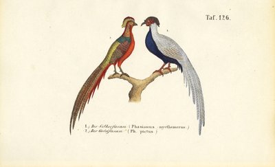  by J. W. Tenhaeff