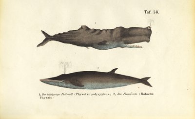  by J. W. Tenhaeff