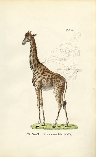  by J. W. Tenhaeff