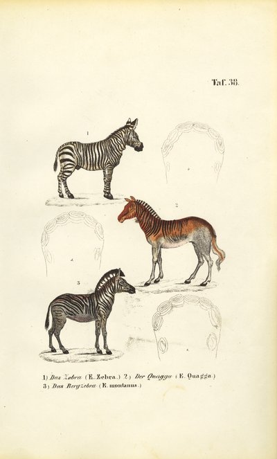  by J. W. Tenhaeff