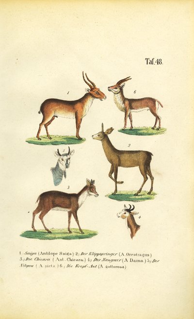  by J. W. Tenhaeff