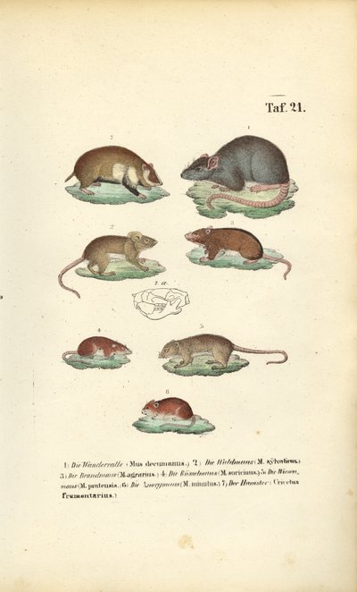  by J. W. Tenhaeff