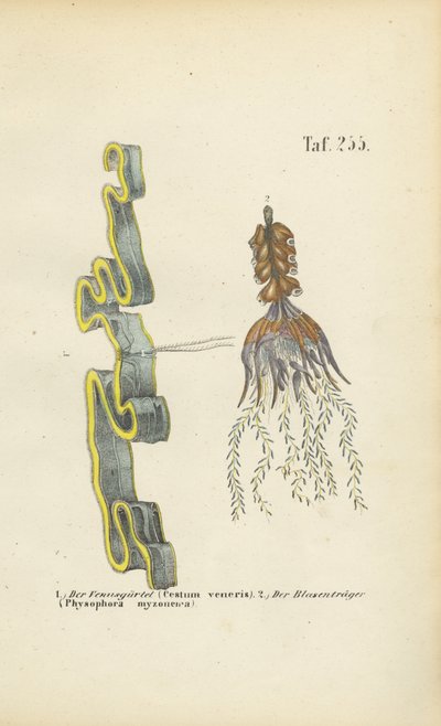  by J. W. Tenhaeff