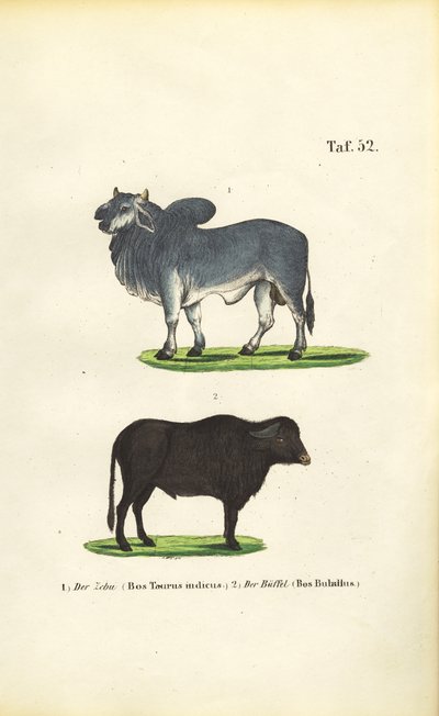  by J. W. Tenhaeff
