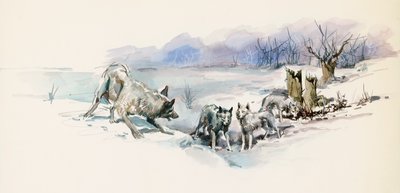 Jack London'ın (1876-1916) macera romanı Call of Wild'dan kurt sürüsü, çizim by Jack London