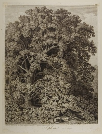 sofora by Jacob Philippe Hackert