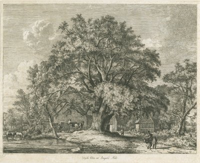 Blithfield - Wych Elm : gravür, 1825 by Jacob George Strutt
