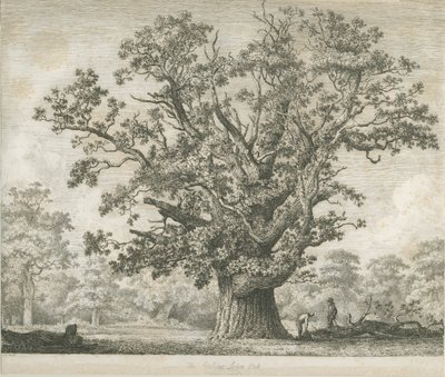Needwood - Swilcar Meşe: gravür, nd [c 1820-1850] by Jacob George Strutt