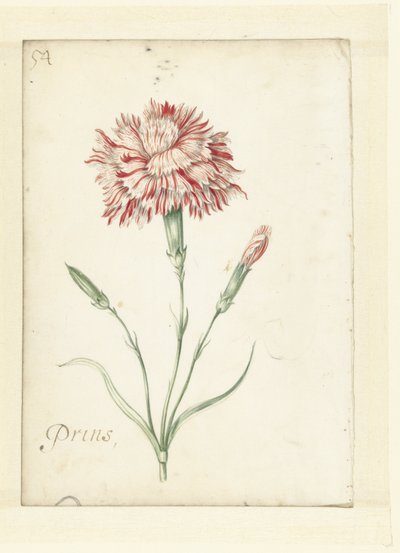 Karanfil by Jacob Marrel (possibly)