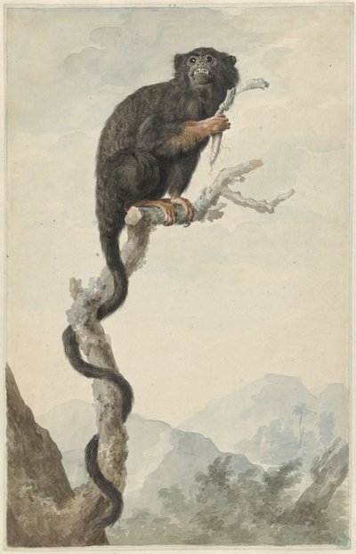 Kırmızı elli bir Tamarin by Jacob Perkois