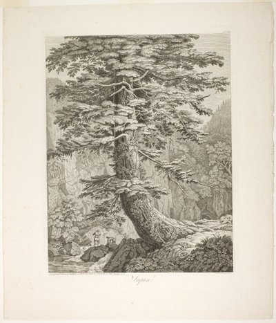 Köknar ağacı by Jacob Philipp Hackert