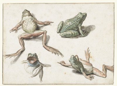 Bir kurbağanın dört çalışması by Jacob de Gheyn (II)