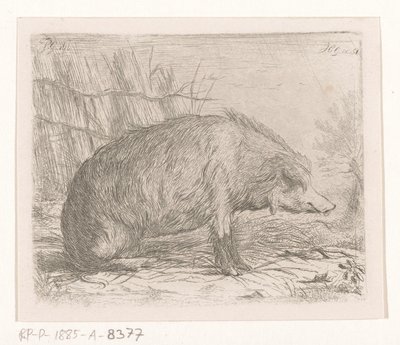 oturan yaban domuzu by Jacobus Cornelis Gaal