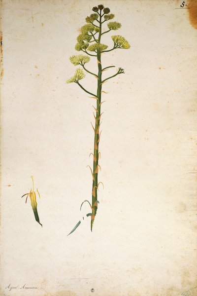 Yüzyıl bitki çiçeği (Agave americana), Jacopo Ligozzi tarafından by Jacopo Ligozzi