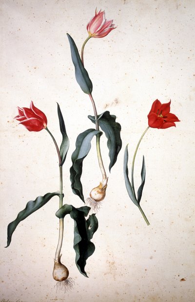 Herbaryum : Tulipa Gesneriana by Jacopo Ligozzi