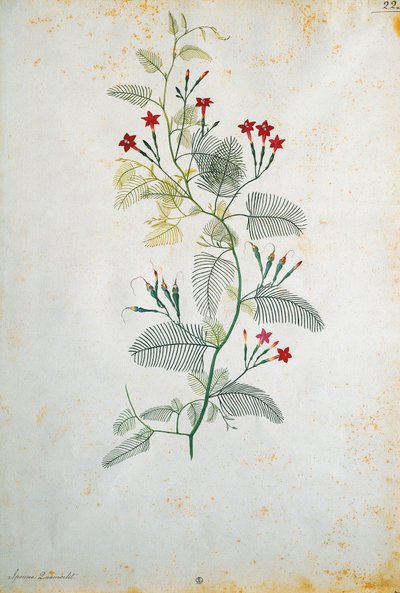 İtalya, Quamoclit pennata (selvi asması), Meksika bitkisi, Jacopo Ligozzi (1547-1627) by Jacopo Ligozzi