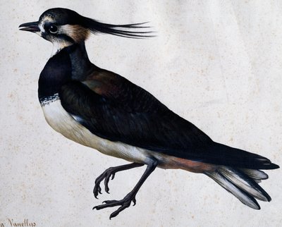 Jacopo Ligozzi (1547-1627) tarafından Tringa vanellus (Kızkuşağı) by Jacopo Ligozzi
