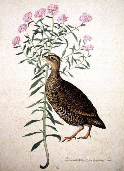 Bilinmeyen resim by Jacopo Ligozzi