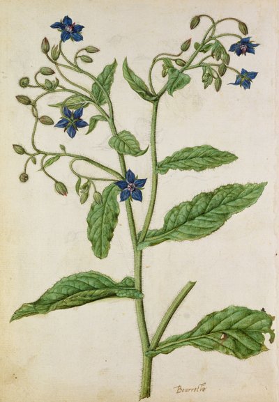 Hodan: Borago officinalis, c.1568, J.le Moyne de Morgue (c.1530-88) tarafından by Jacques (1533-88) Le Moyne