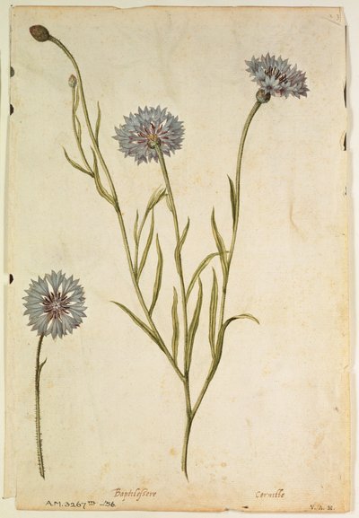 Peygamber Çiçeği: Centaurea cyanus, 1568 civarı, J.le Moyne de Morgues (1530-88 civarı) tarafından by Jacques (1533-88) Le Moyne