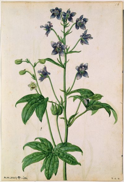 Delphinium: Staphisagria (Stavesacre), c.1568, J.Le Moyne de Morgues (ö.1588) tarafından by Jacques (1533-88) Le Moyne