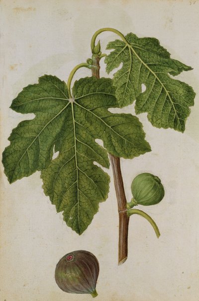 Şekil: Ficus, 1568 civarı, J.le Moyne de Morgues (1530-88 civarı) tarafından yapılmıştır. by Jacques (1533-88) Le Moyne