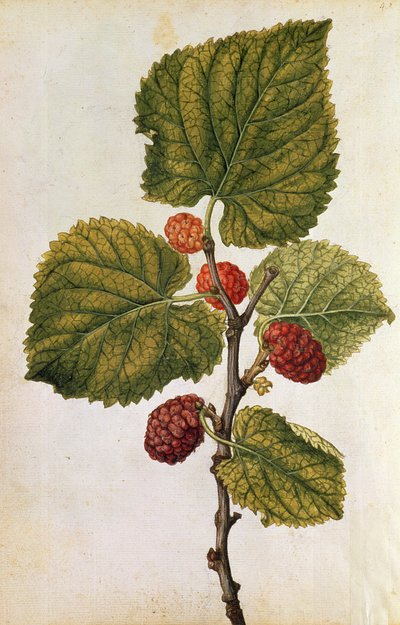 Dut: Morus Nigra, c.1568 (renkli taş baskı) by Jacques (1533-88) Le Moyne