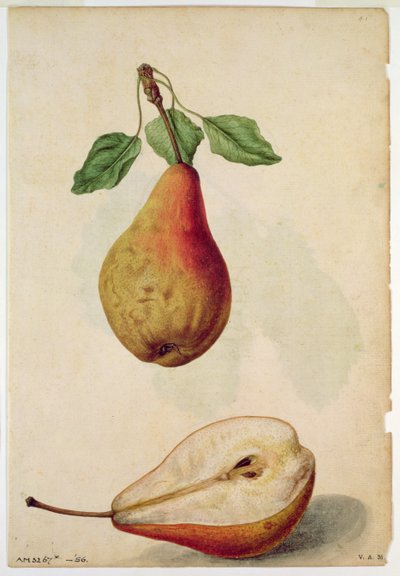 Armut: Pyrus communis, c.1568, J.le Moyne de Morgues (c.1530-88) tarafından by Jacques (1533-88) Le Moyne