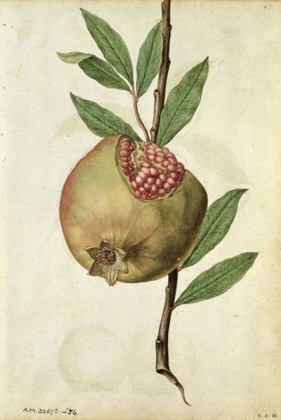 Nar: Punica granatum, 1568 civarı, J.le Moyne de Morgues (1530-88 civarı) tarafından by Jacques (1533-88) Le Moyne