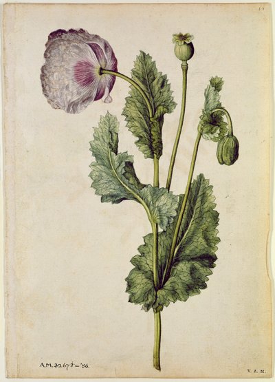 Haşhaş: Afyon (Papaver somniferum), c.1568, J.le Moyne de Morgues (c.1530-88) tarafından by Jacques (1533-88) Le Moyne