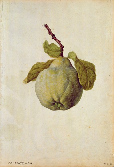 Ayva: Cydonia vulgaris, 1568 civarı, J.le Moyne de Morgues (1530-88 civarı) tarafından by Jacques (1533-88) Le Moyne