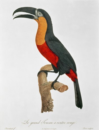 Guyard tarafından oyulmuş Dev Touraco (renkli gravür) by Jacques (after) Barraband