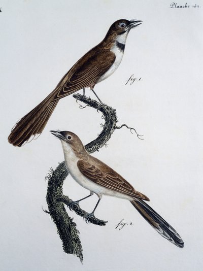Gözlüklü Hükümdar