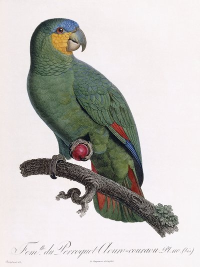 Douro-Couraou Papağanı Dişi by Jacques Barraband