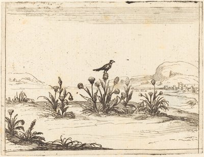 Devedikeni Tünemiş Kuş by Jacques Callot
