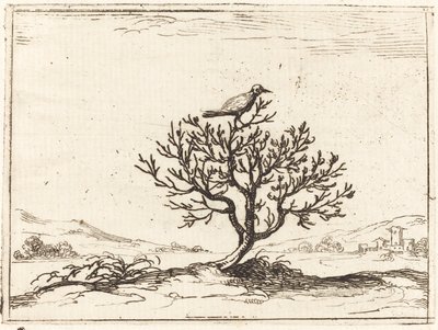 Bir çalıda bülbül by Jacques Callot