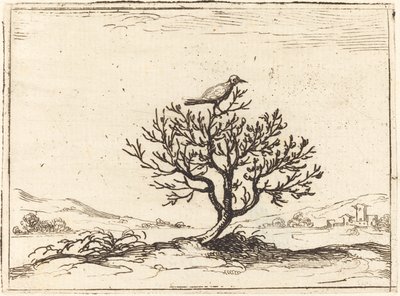 Çalıdaki Bülbül, 1628. by Jacques Callot