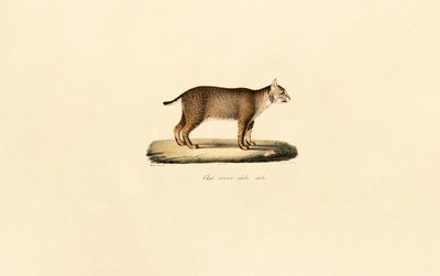 Yetişkin Bobcat by Jacques Christophe Werner