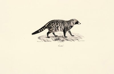 Afrika Misk Kedisi (Civettictis civetta) by Jacques Christophe Werner