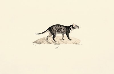 Afrika Misk kedisi by Jacques Christophe Werner