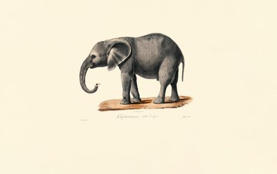 Afrika Fili (Yavru) by Jacques Christophe Werner