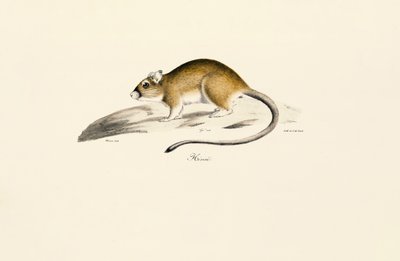 Afrika Gerbil